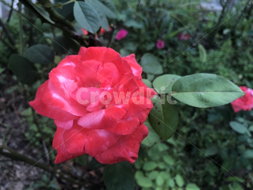 장미,장미꽃,공원,장미공원,빨간꽃,빨간장미,레드장미,redrose