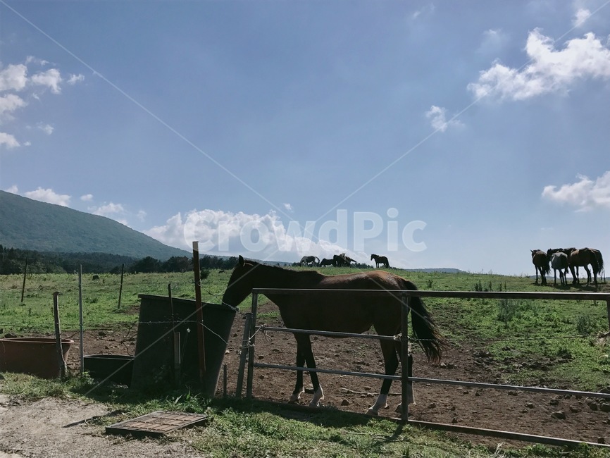 말,자연,동물,horse,풍경,동물,animal,포유류,mammal,산업,industry,industrial,목축업,목장,livestock farming,ranching,pasture
