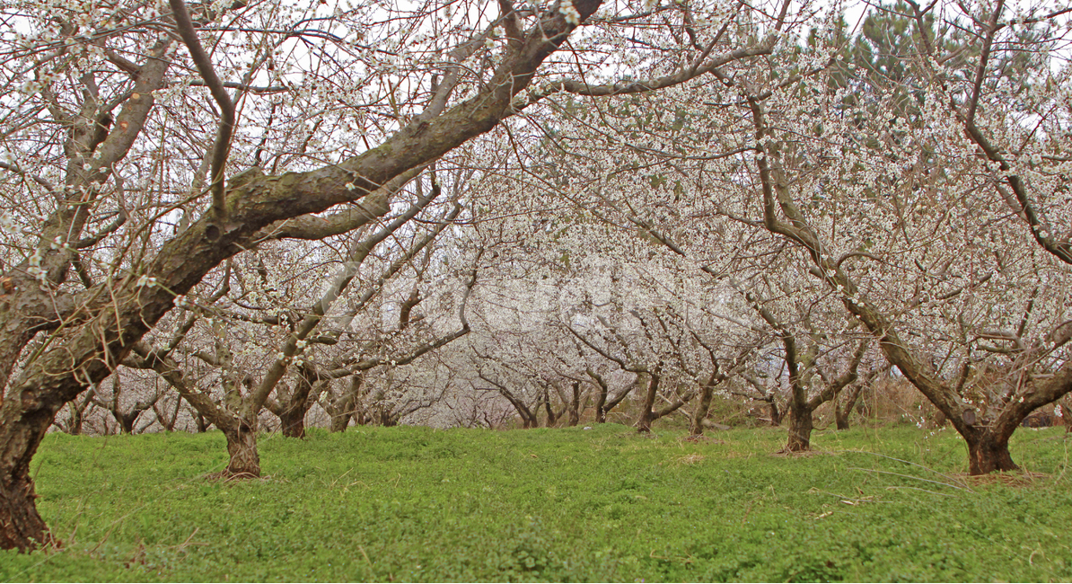 꽃,노란색,자연,nature,flower,봄,벚꽃,벚꽃길,벚꽃터널,풍경,봄,계절,spring,season,식물,자연,plants,nature,꽃,flower,나무,trees,wood,plant,tree
