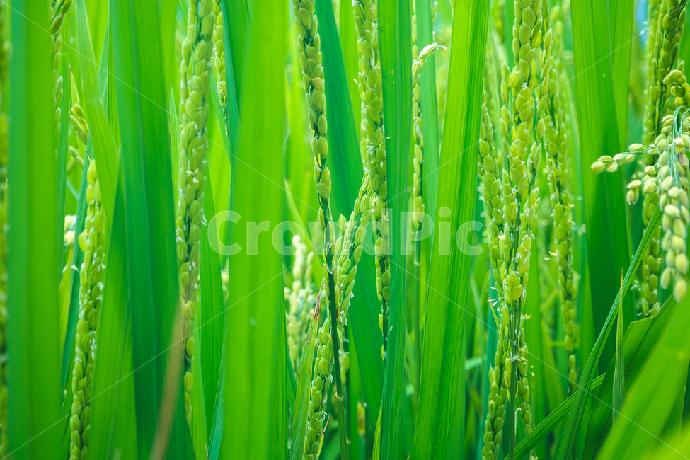 수직,벼,자연,논,nature,rise,asianrise,vertical,곡류,곡식,cereals,산업,industry,industrial,농업,농사,agriculture,farming,farming industry