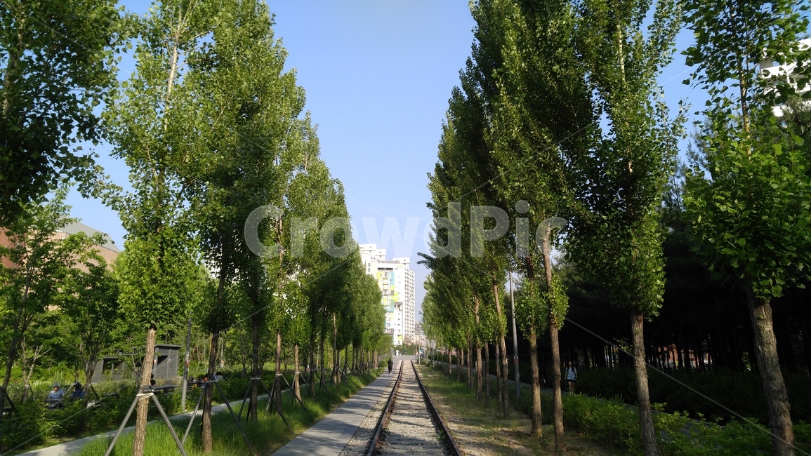 철길,미루나무,나무,철,폐철길,공원,녹지,녹색,배경,감성,산책길,arailroadtrack,tree,iron,anadandonedrailroad,park,greenpaper,green,background,emotional,awalkingpath
