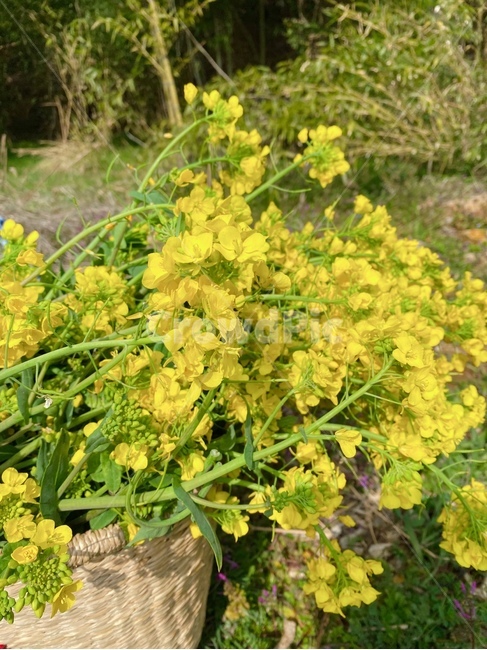 flower,식물,plant,꽃,blossom,유채꽃,봄,노랑