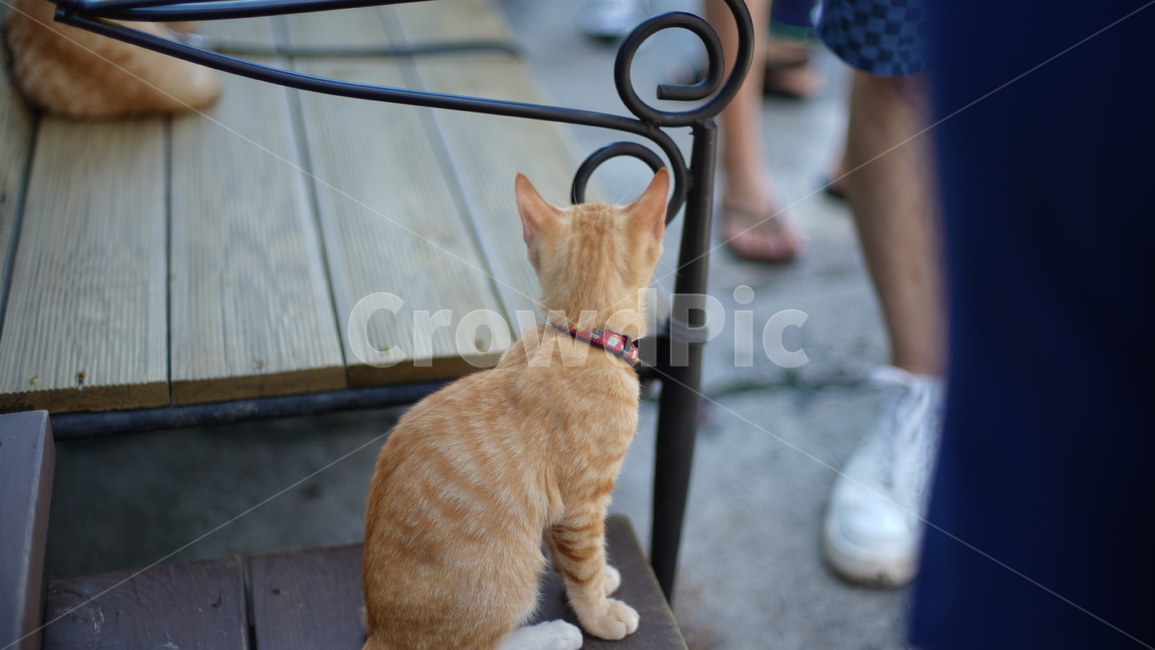 고양이,고양이뒷모습,새끼고양이,아기고양이,아기반려묘