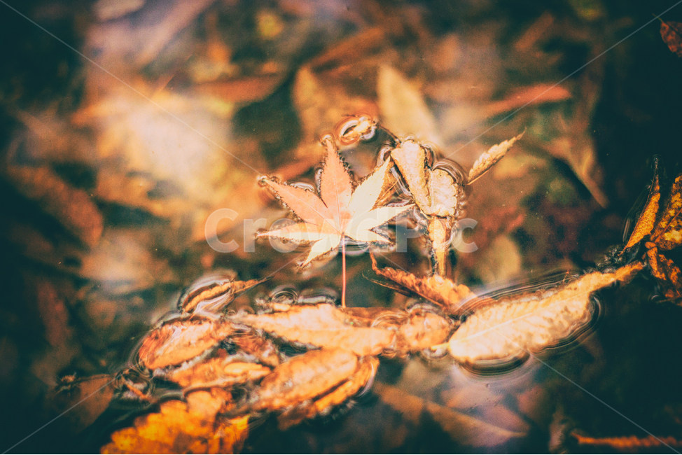 가을,나무,단풍,계절,자연,풍경,단풍나무,낙옆,단풍잎,fall,autumn,seasons,maple,nature,landscape,tree,water,pond,연못,물,계울,가을,계절,fall,autumn,season,감성,sensible,feeling,plant,식물,leaf,잎
