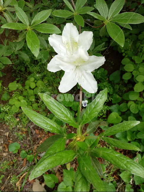 철쭉,smilerosebay,진달래과,식물,봄꽃,개꽃나무,springseasonflower,척촉화,낙엽관목,관상용