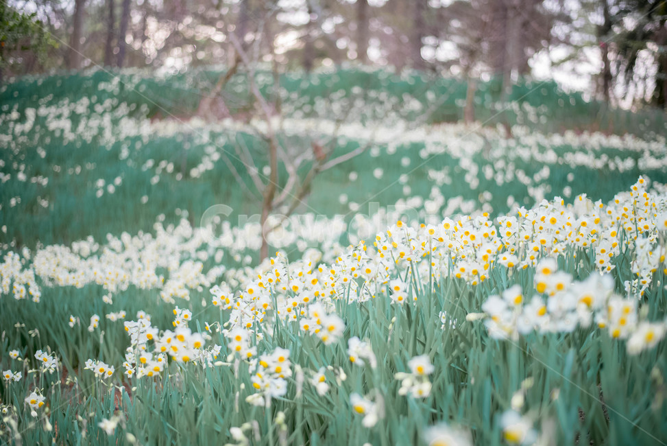 수선화,꽃,수선화군락지,흰꽃,하얀꽃,식물,자연,풍경,nature,landscape,식물,plants,꽃,flower,plant
