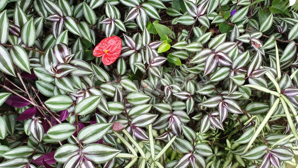 식물,잎,leaf,plant,무늬,보라,식물,자연,plants,nature