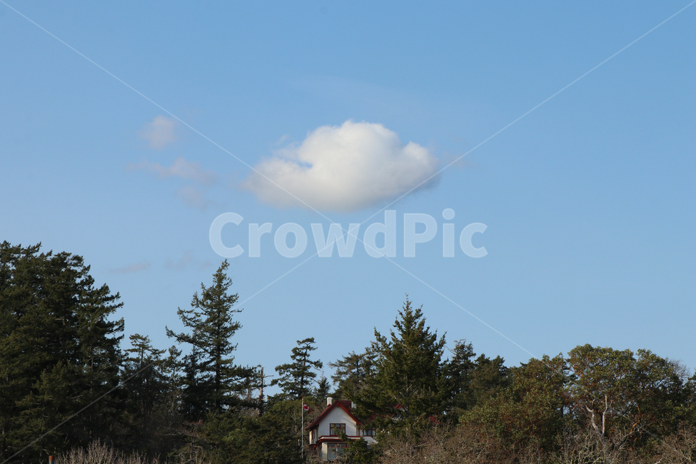구름,뭉게구름,하늘,자연,숲,귀여운,청량한,맑은,cloud,sky,자연,풍경,nature,landscape,plant,식물,tree,나무,fir,전나무,outdoors,옥외