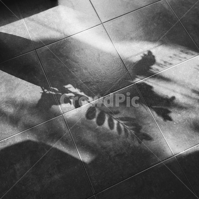 그림자,화분,흑백,빛,나뭇잎,흑백,모노톤,monochrome,black and white