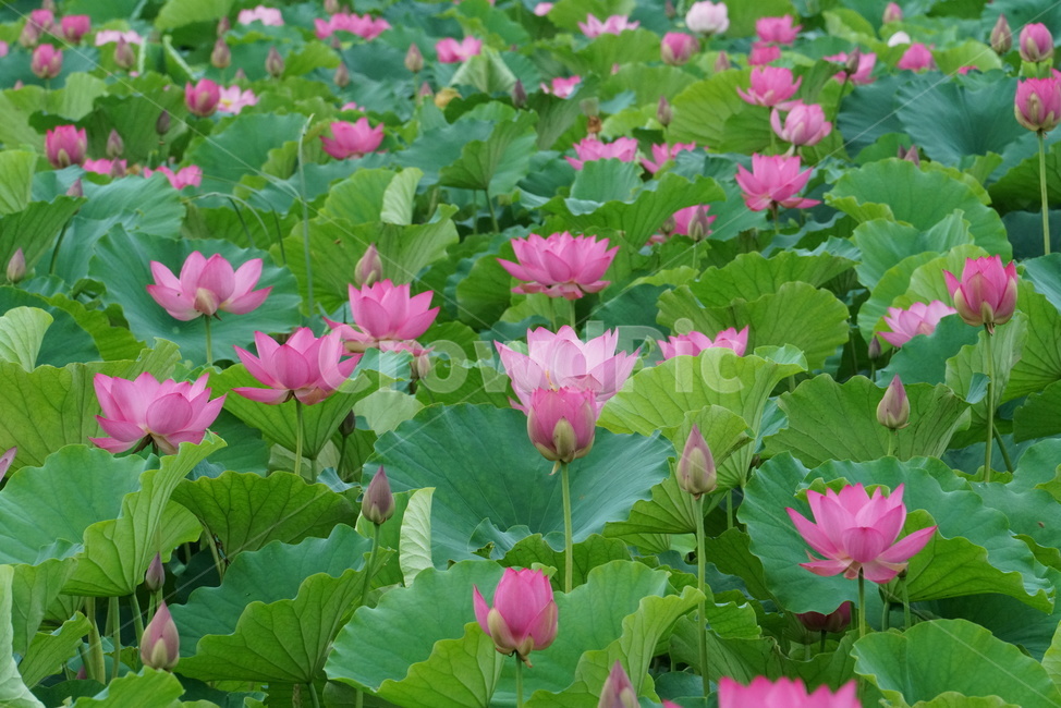 연꽃,련꽃,수련과,담수초,수중식물,식물,lotus,수초