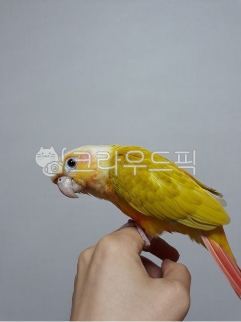 앵무새,코뉴어,썬칙코뉴어,반려동물,새,bird,동물,animal