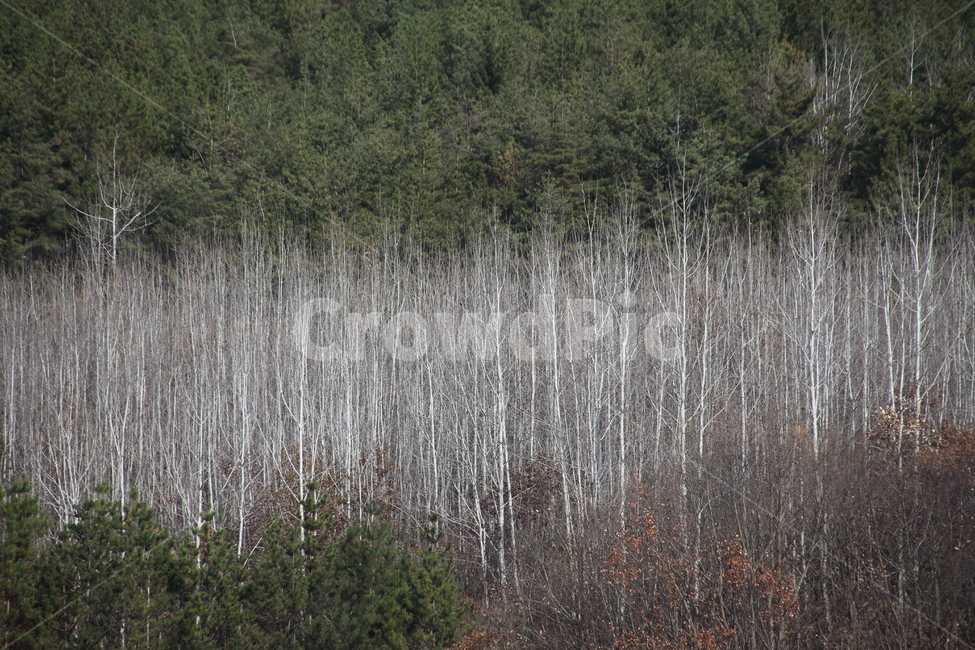 나무,자작나무,식물,wood,plant,은사시나무,Populustomentiglandulosa,자연,풍경,nature,landscape