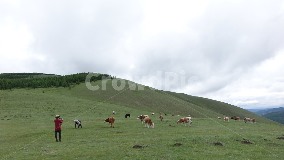 자연,grass,green,초록,nature,목축,목동,몽골,초원,얼룩소