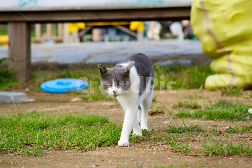 고양이,길고양이,길냥이,동물,애완동물,자연,생명,야생,야생동물,포유류,얼룩이,cat,kitty,kitten,neko,gato,street,streetcat,stray,straycat,wild,beauty,nature,pet,animal,mammal