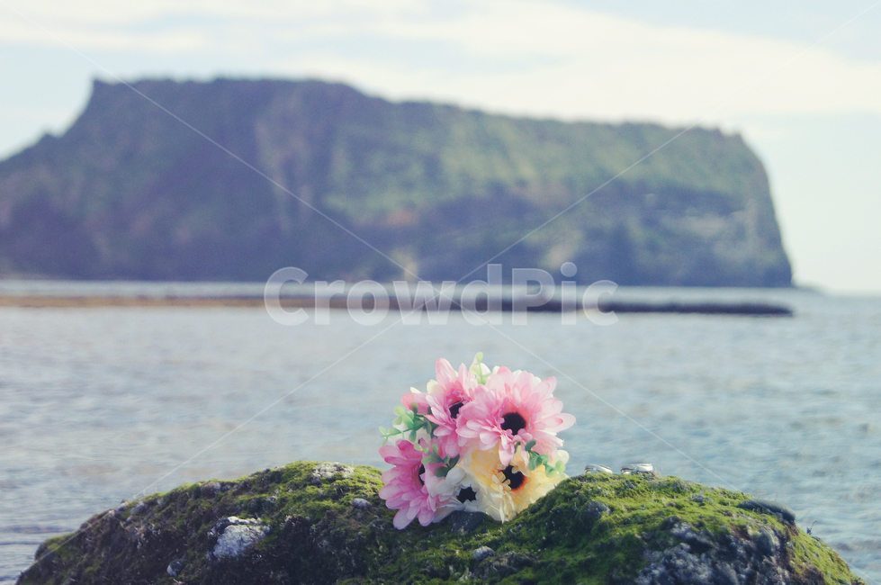 웨딩,제주도,결혼,반지,사랑,해변,성산일출봉,자연,풍경,nature,landscape,한국자연풍경,한국자연경관,korea nature landscape,제주도,jeju,jeju island,꽃,flower,연인,커플,사랑,lover,couple,감성,sensible,feeling,연출,컨셉,콘셉,direction,concept,plant,식물,blossom,flower bouquet,꽃 부케,flower arrangement,꽃꽂이