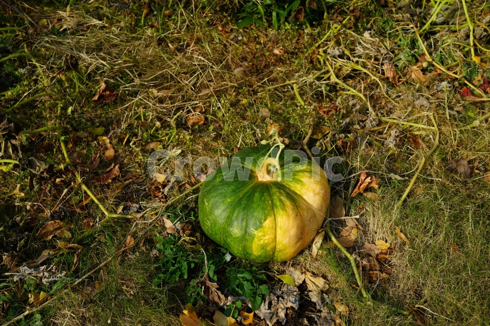 호박,늙은호박,가을,한국,밭,음식,식재료,요리,food,cook,meal,dishes,food reserves,채소,야채,vegetables