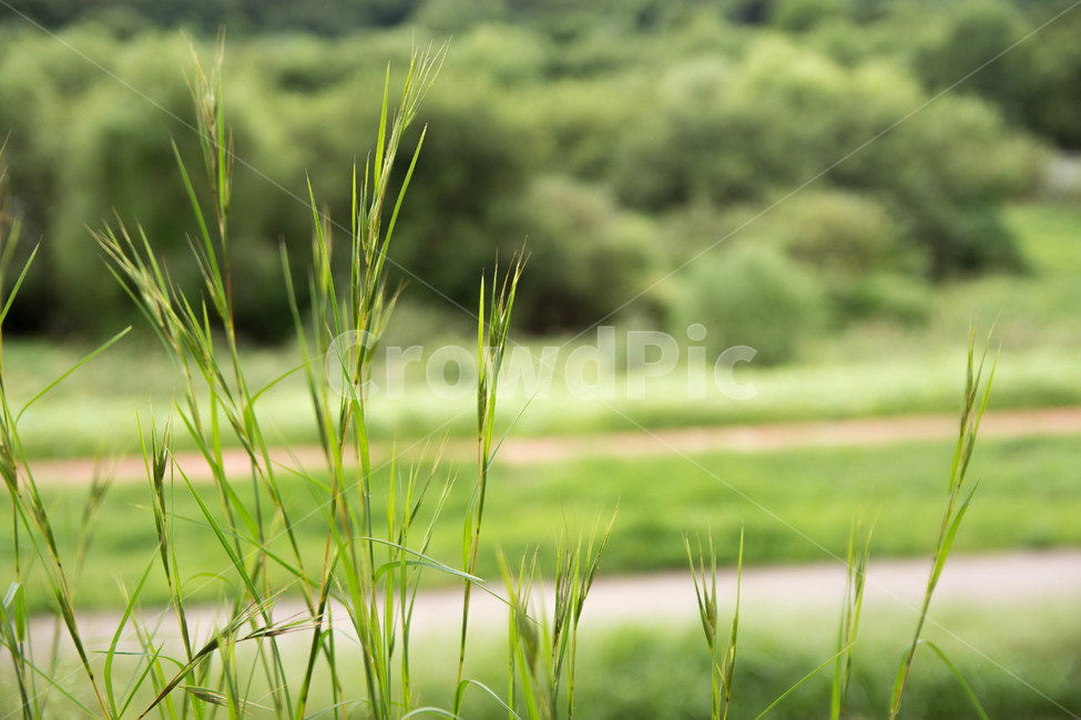 식물,잔디,초목,grass,plant,보리,강변,자연,초록,풀,식물,자연,plants,nature