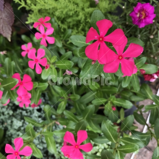 덩이괭이밥,PinkSorrel,Woodsorrel,괭이밥,꽃,여러해살이풀,Oxalis,약재,봄여름꽃,식물,자연,plants,nature,꽃,flower