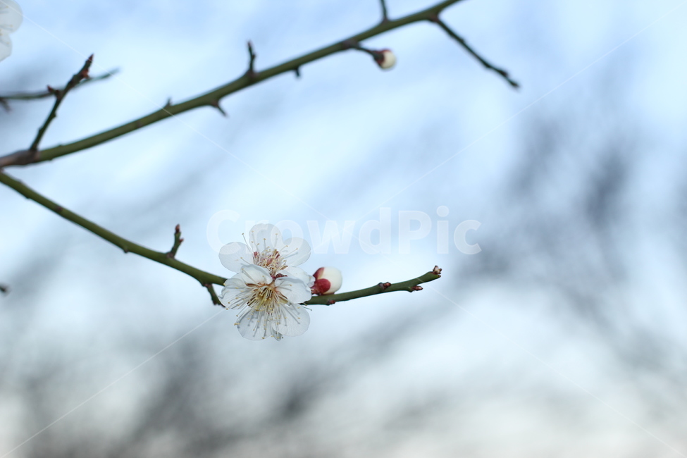 매화,매화꽃,매화풍경,벚꽃,apricot,봄,봄꽃,spring,풍경,나뭇가지,봄풍경,매화나무,나무,꽃봉우리,꽃봉오리,꽃잎,생화