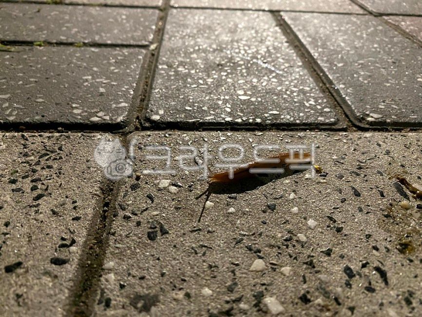 민달팽이,달팽이,슬러그,육지민달팽이,무척추동물,무척추,slug,animal,landslug,invertebrate,invertebrateanimalswithoutbackbones,mollusks,mollusk,연체동물