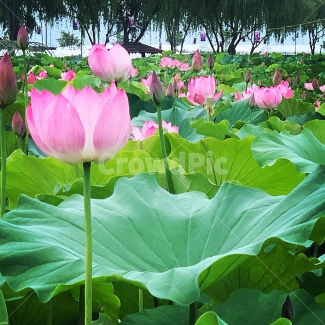 plant,식물,flower,꽃,연꽃,연지,연밭,연잎,풍경,자연