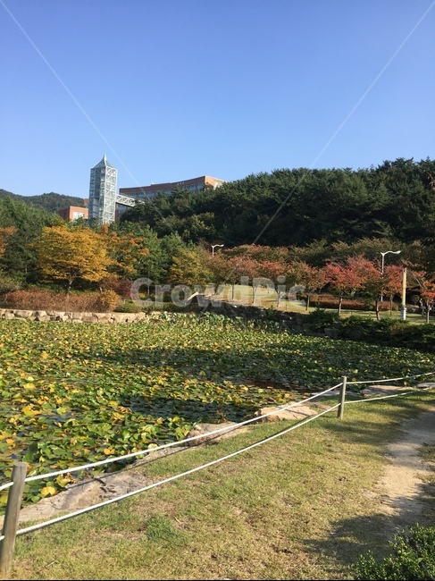 노을,첫해,새해,하늘,자연,학교,연꽃,호수,연못