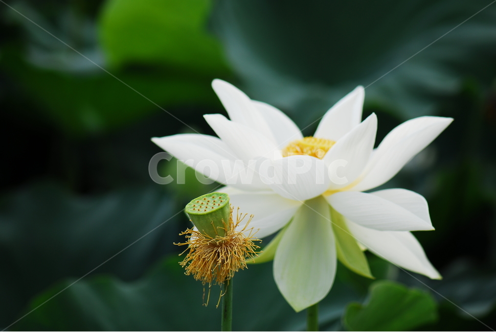 꽃,연꽃,관곡지,불교,여름,식물,자연,plants,nature,꽃,flower