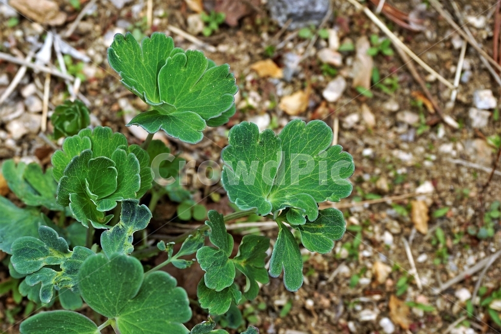 매발톱꽃,꽃,columbine,buds,leaves,beforeflowering,미나리아제비과,식물,자연,plants,nature