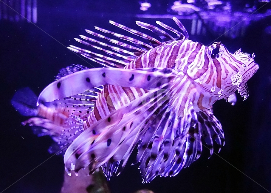 물고기,관상어,수족관,아쿠아,특이종,동물,animal,어류,물고기,fish