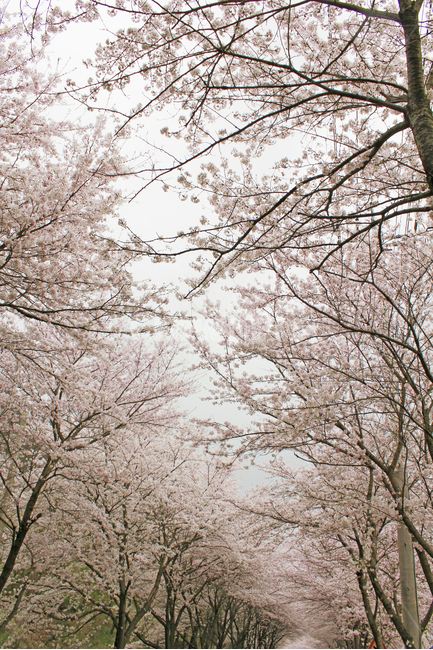 벚꽃,봄,꽃,벚꽃나무,자연,풍경,분홍색,봄,계절,spring,season,식물,자연,plants,nature,꽃,flower,나무,trees,wood,plant,tree