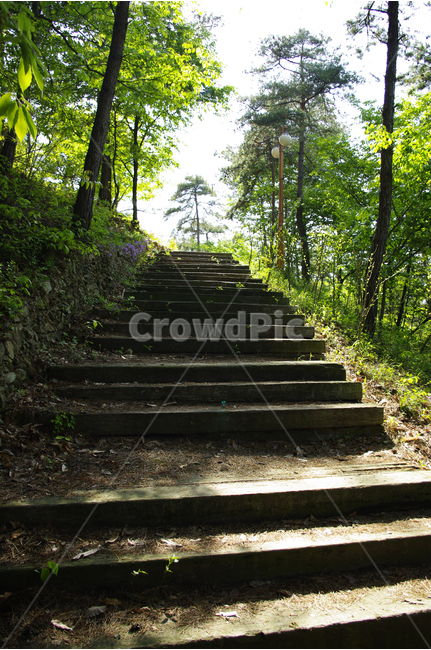 숲길,길,계단,나무,숲,자연,tree,수목원,자연,풍경,nature,landscape,outdoors,옥외,garden,정원,path,통로,arbour,정자