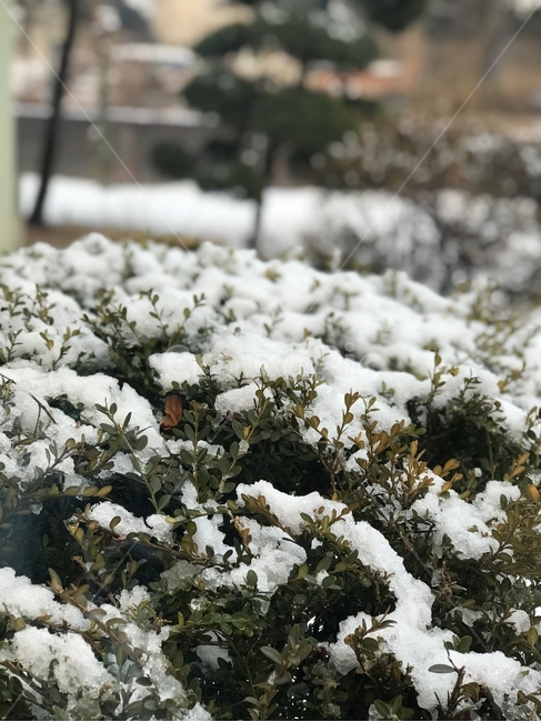 눈,자연,겨울,흰색,얼음,봄,아름다운계절,나무,눈쌓인나무,겨울,계절,winter,season,식물,자연,plants,nature