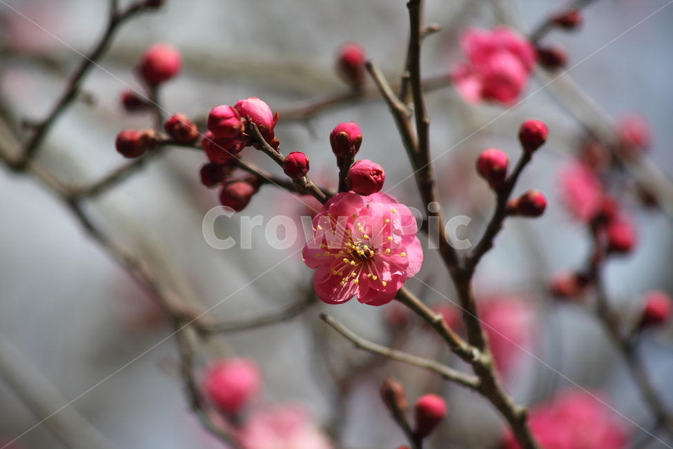 매화,홍매화,식물,japaneseapricot,Prunusmume,봄꽃,봄,식물,자연,plants,nature,꽃,flower