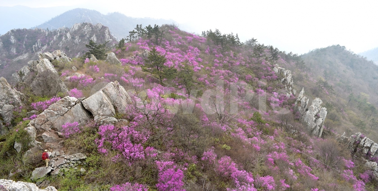 주작산,덕룡산,진달래,풍경,기암,바위,비경,봄풍경,분홍색,진달래꽃,강진,명산,산행,등산,마운틴,자연,풍경,nature,landscape,봄,계절,spring,season,plant,식물,flower,꽃,blossom