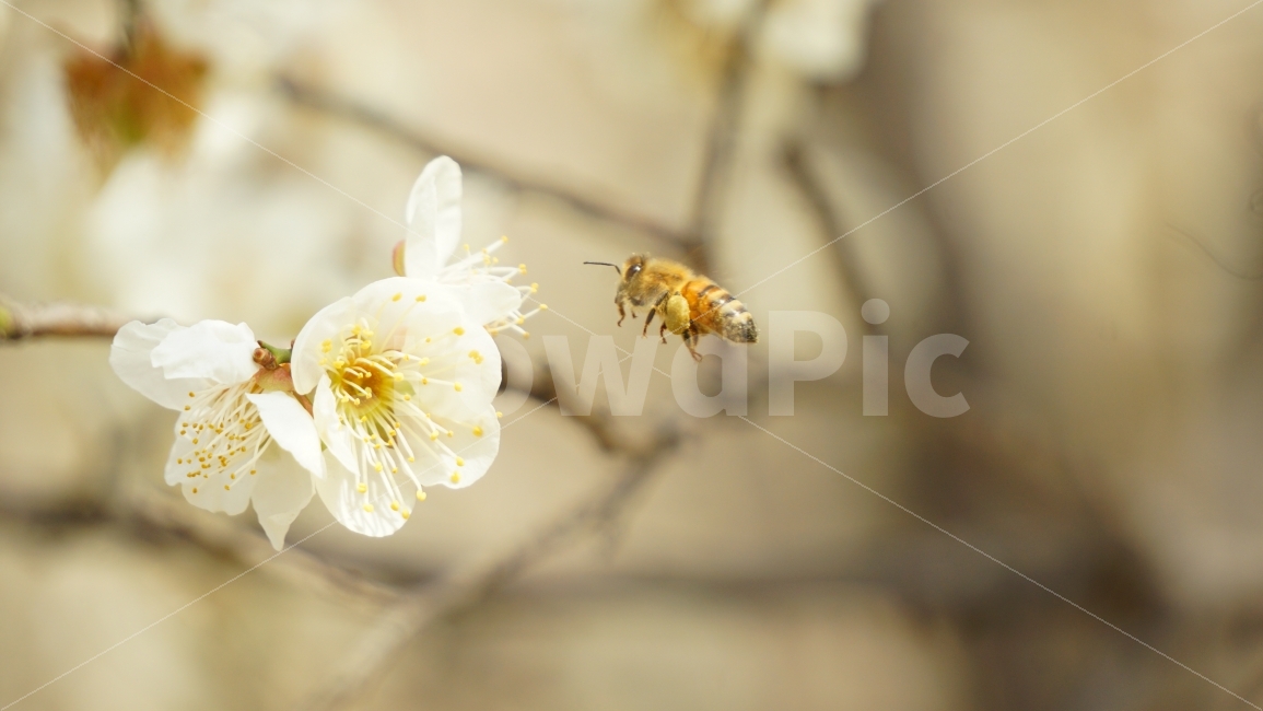 매화,벌,꽃,bee,접사,배경,식물,자연,plants,nature,동물,animal,곤충,벌레,insect,bug,꽃,flower