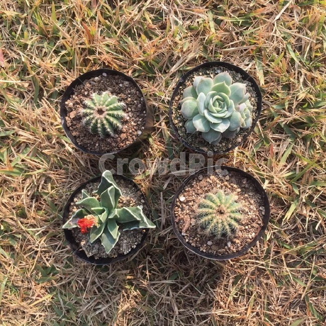 식물,다육이,잔디,초록색,그림자,실내용화초,화분,화초,house plant