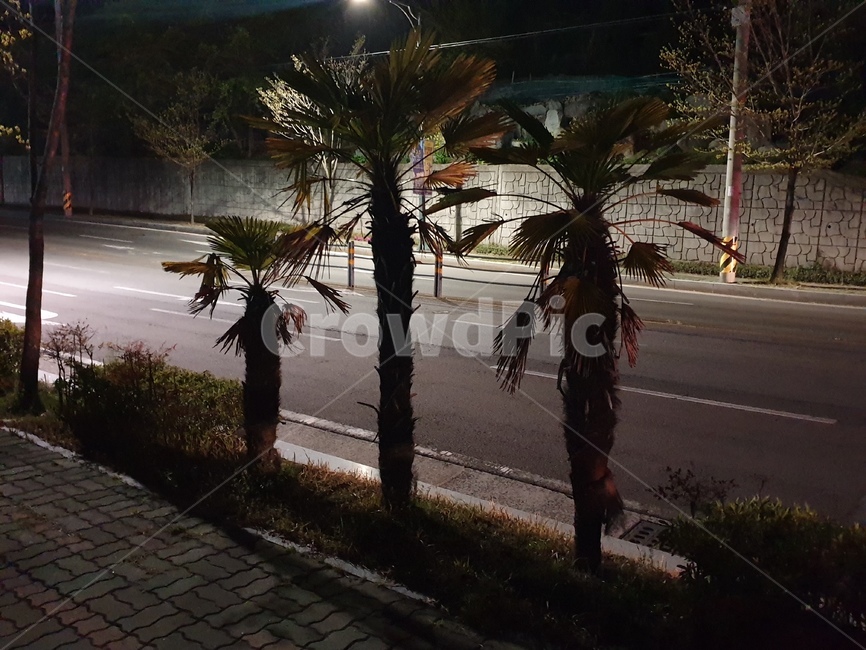 길,차도,돌,거리,밤,야경,밤,풍경,nightscape,night,landscape,path,통로,tree,나무,plant,식물