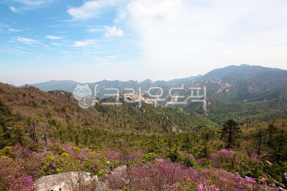 설악산,산,강원도,국립공원,진달래,5월,경치,바위,나무,자연,꽃,대청봉,공룡능선