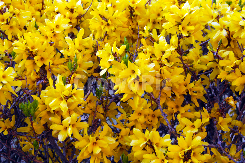plant,blossom,flower,개나리,봄,꽃,나무,식물,자연