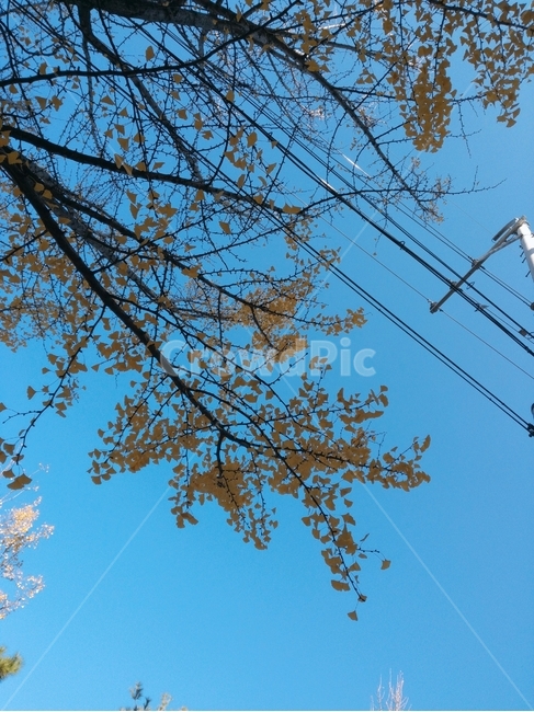 나무,tree,gibkgo,sky,은행나무