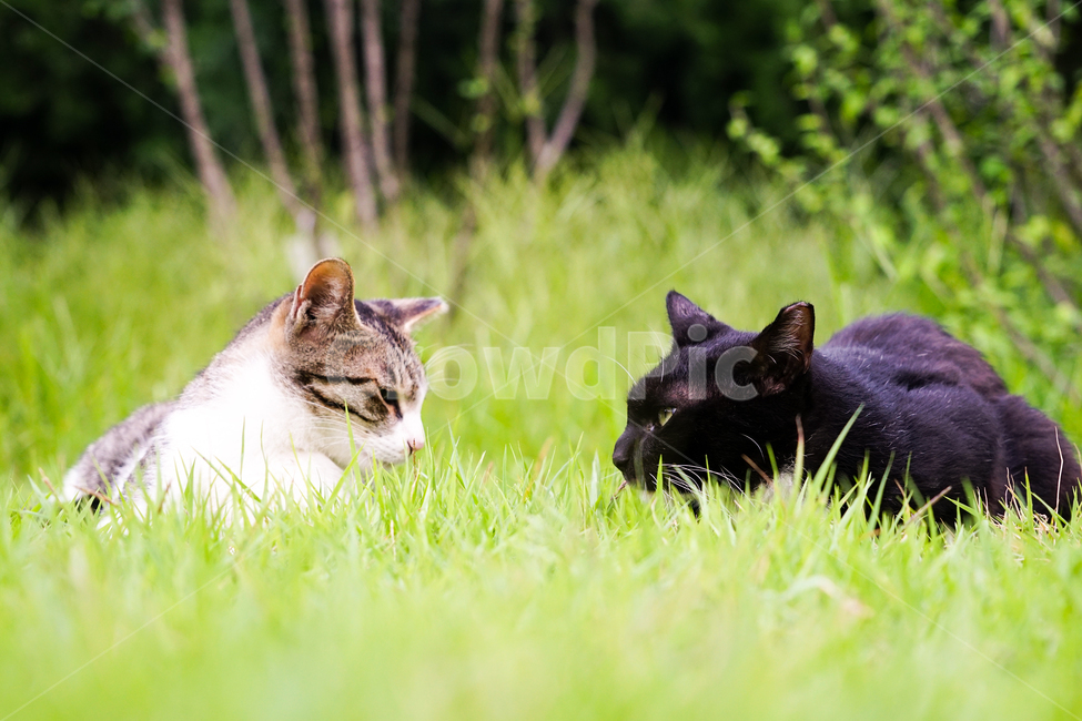 고양이,동물,포유류,길냥이,cat,animal,pet,동물,animal,포유류,mammal,고양이,cat,kitten,kitty