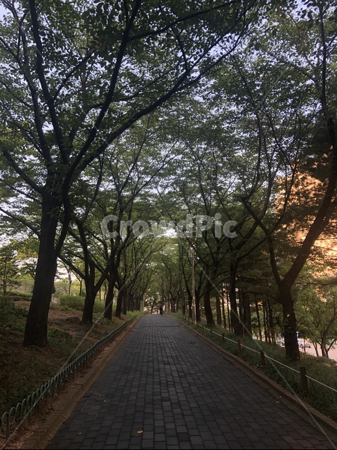 공원,산책,산책로,가로수,나무길,나무,운동,조깅