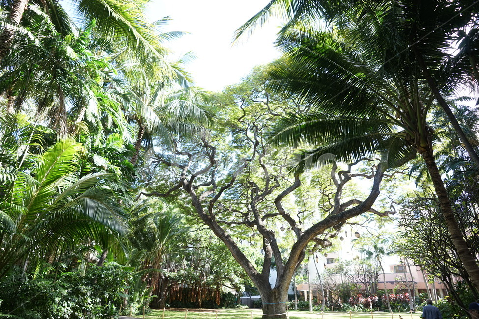 tree,나무,plant,식물,human