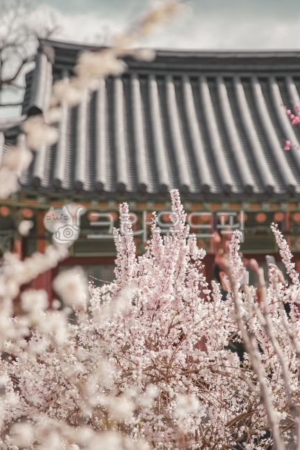봄꽃,매화,벚꽃,창덕궁,봄,plant,기와,한국전통,flower,blossom,식물,자연,고궁,아름다운,색감,색채,화사한,활짝,만개한,고풍스러운,한국,궁궐,한옥,창경궁,전통적,한국전통문화,한국적,동양의,풍경,꽃,봄,계절,spring,season