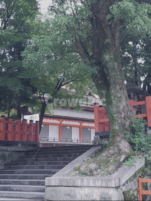 일본,일본거리,일본풍경,거리,풍경,신사,일본신사,교토,교토신사