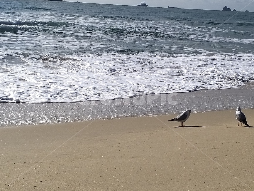 바닷가,자연,새,모래,natural,sand