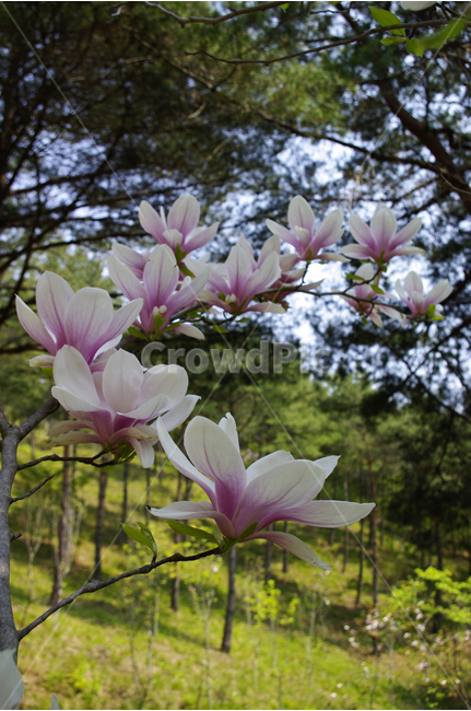 목련,식물,flower,plants,nature,꽃,꽃봉오리,식물,자연,plants,nature,꽃,flower