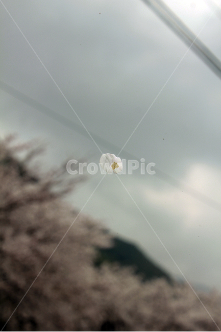 꽃잎,꽃,벚꽃,자연,하늘,감성,꽃,flower