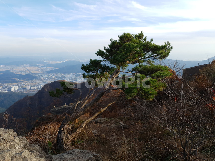 소나무,구름,파란색,정상,산,휘어진소나무,솔잎,돌,언덕,산봉우리,가을,미세먼지,가지,하늘,나무가지,나뭇가지,푸른색,초록색,산중턱,nature,자연,outdoors,옥외,야외,휴일,풀,자연,풍경,nature,landscape