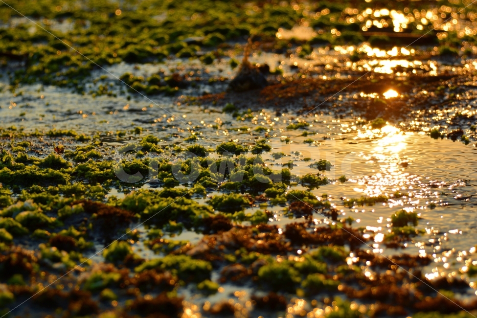 제주도,바다,석양,노을,자연,jeju,korea,자연,풍경,nature,landscape,휴식,힐링,rest,relaxation,healing,감성,sensible,feeling,light,빛,flare,플레어